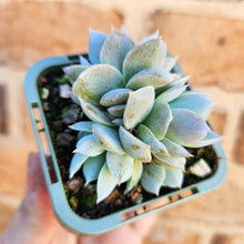 Load image into Gallery viewer, Sedeveria Blue Lotus - 66mm

