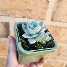 Load image into Gallery viewer, Sedeveria Blue Lotus - 66mm
