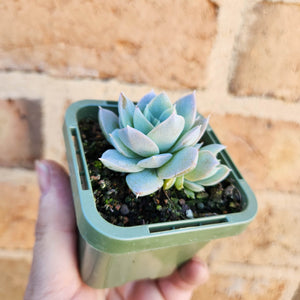 Sedeveria Blue Lotus - 66mm