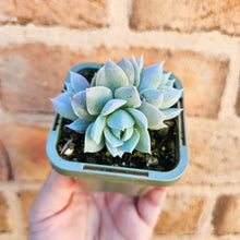 Load image into Gallery viewer, Sedeveria Blue Lotus - 66mm
