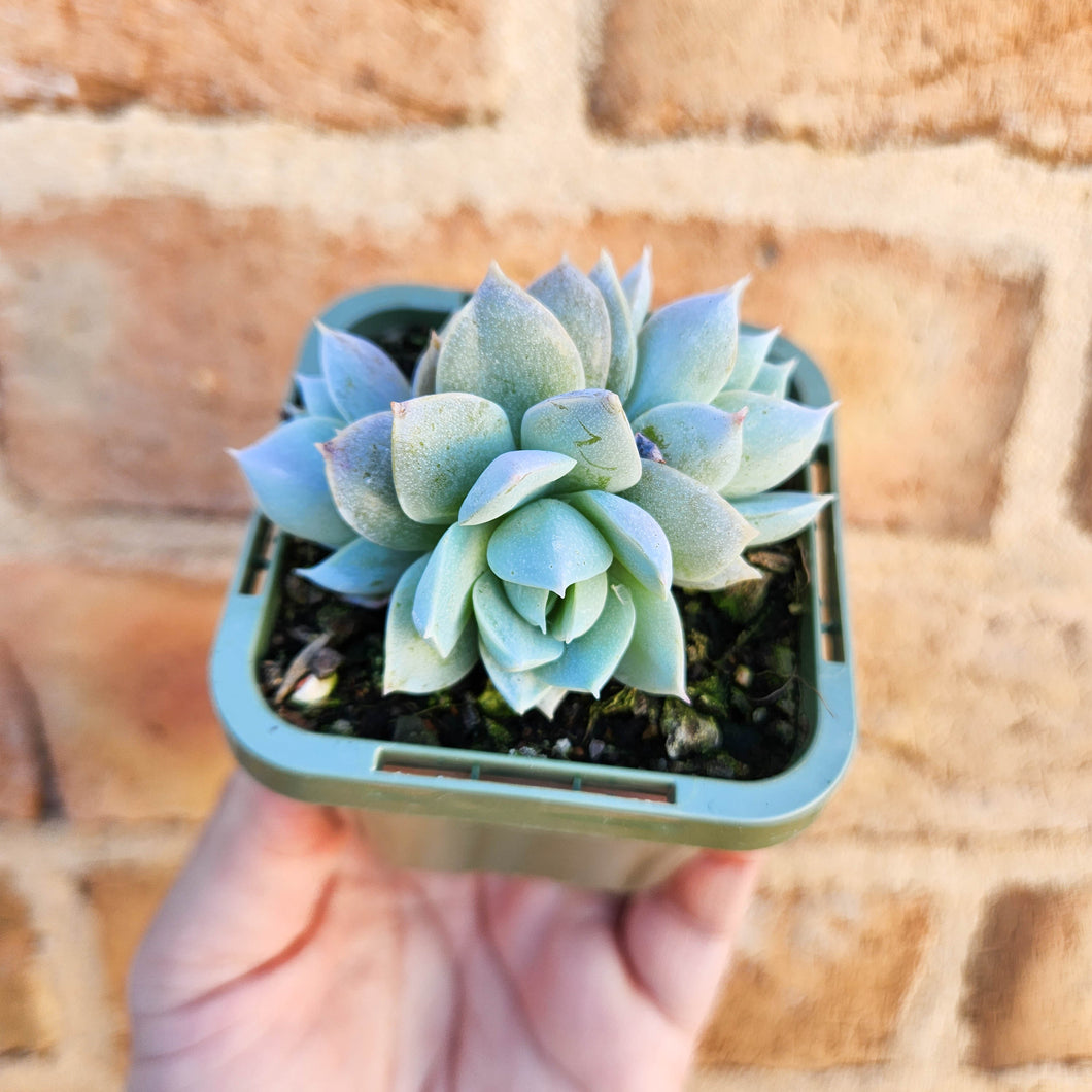 Sedeveria Blue Lotus - 66mm