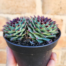 Load image into Gallery viewer, Sempervivum Calcareum - 105mm
