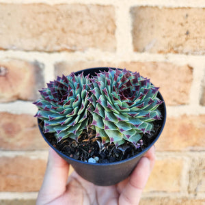 Sempervivum Calcareum - 105mm