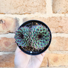 Load image into Gallery viewer, Sempervivum Calcareum - 105mm
