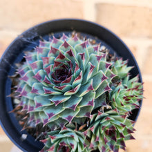 Load image into Gallery viewer, Sempervivum Calcareum - 105mm

