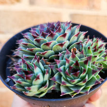 Load image into Gallery viewer, Sempervivum Calcareum - 105mm
