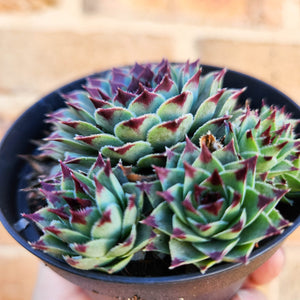 Sempervivum Calcareum - 105mm
