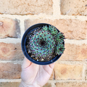 Sempervivum Calcareum - 105mm