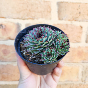 Sempervivum Calcareum - 105mm