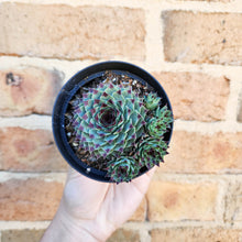 Load image into Gallery viewer, Sempervivum Calcareum - 105mm
