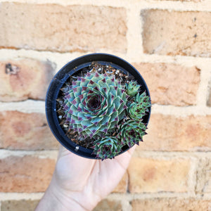 Sempervivum Calcareum - 105mm