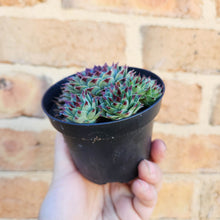 Load image into Gallery viewer, Sempervivum Calcareum - 105mm
