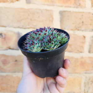 Sempervivum Calcareum - 105mm