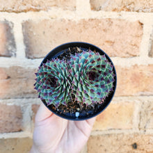 Load image into Gallery viewer, Sempervivum Calcareum - 105mm
