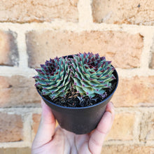 Load image into Gallery viewer, Sempervivum Calcareum - 105mm
