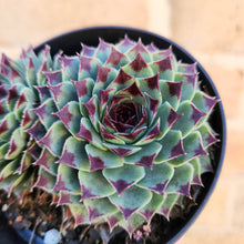 Load image into Gallery viewer, Sempervivum Calcareum - 105mm
