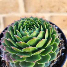 Load image into Gallery viewer, Sempervivum Excalibur - 90mm

