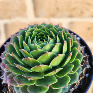 Sempervivum Excalibur - 90mm