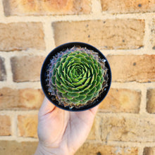 Load image into Gallery viewer, Sempervivum Excalibur - 90mm
