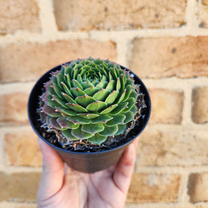 Sempervivum Excalibur - 90mm