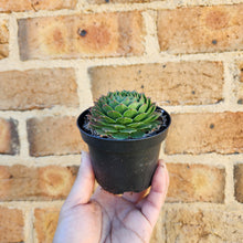 Load image into Gallery viewer, Sempervivum Excalibur - 90mm

