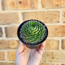 Load image into Gallery viewer, Sempervivum Excalibur - 90mm
