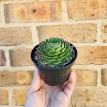 Load image into Gallery viewer, Sempervivum Excalibur - 90mm
