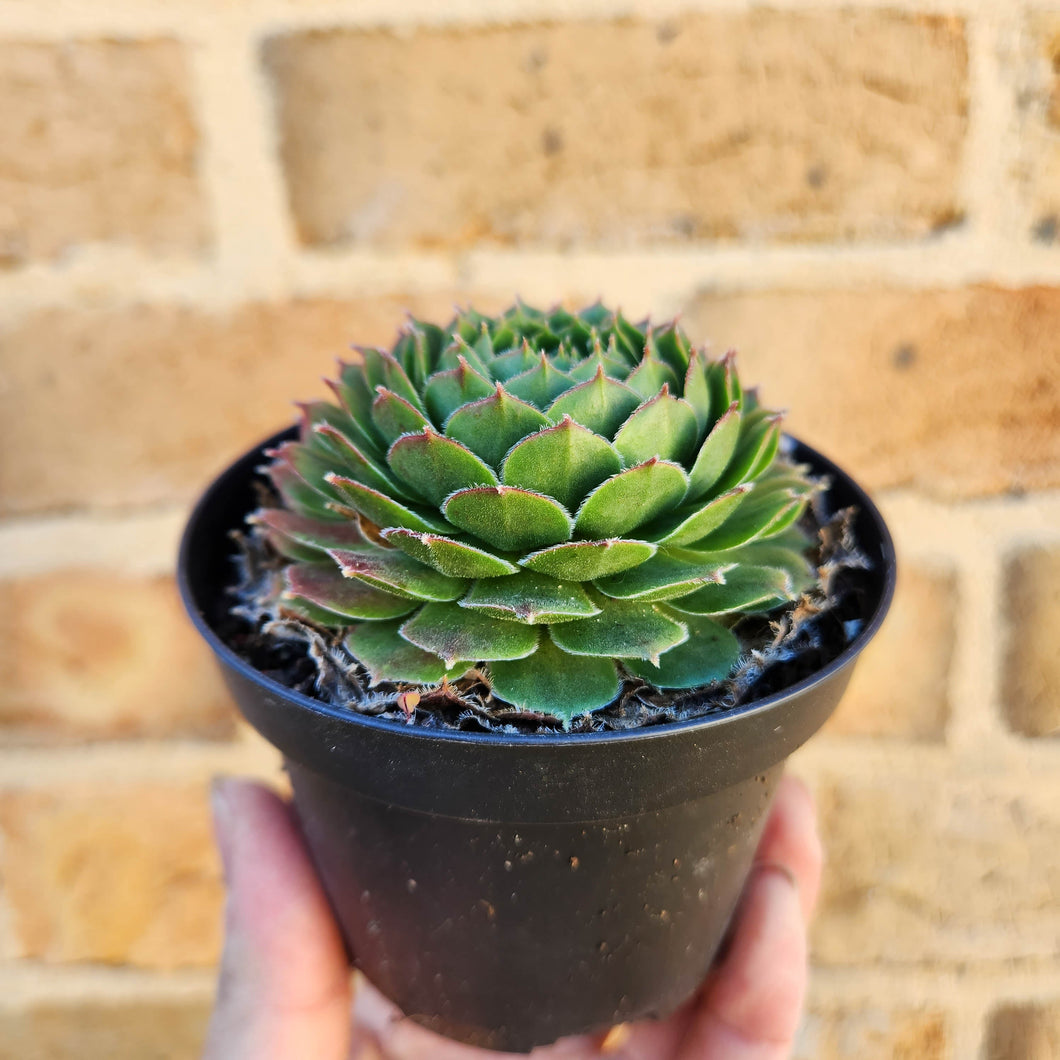 Sempervivum Excalibur - 90mm