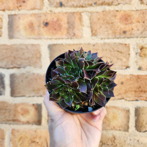 Sempervivum Heuffelii Inferno - 90mm