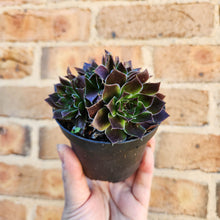 Load image into Gallery viewer, Sempervivum Heuffelii Inferno - 90mm
