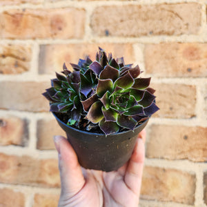 Sempervivum Heuffelii Inferno - 90mm