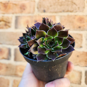 Sempervivum Heuffelii Inferno - 90mm