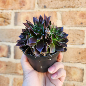 Sempervivum Heuffelii Inferno - 90mm