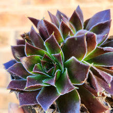 Load image into Gallery viewer, Sempervivum Heuffelii Inferno - 90mm
