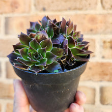 Load image into Gallery viewer, Sempervivum Heuffelii Inferno - 90mm
