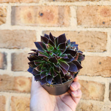 Load image into Gallery viewer, Sempervivum Heuffelii Inferno - 90mm
