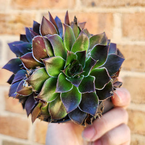 Sempervivum Heuffelii Inferno - 90mm