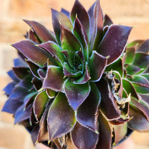 Sempervivum Heuffelii Inferno - 90mm