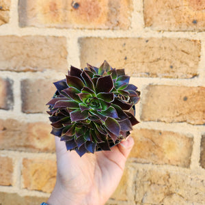 Sempervivum Heuffelii Inferno - 90mm