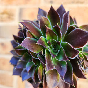 Sempervivum Heuffelii Inferno - 90mm