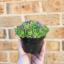 Load image into Gallery viewer, Sempervivum Lemon and Lime - 90mm
