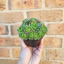 Load image into Gallery viewer, Sempervivum Lemon and Lime - 90mm
