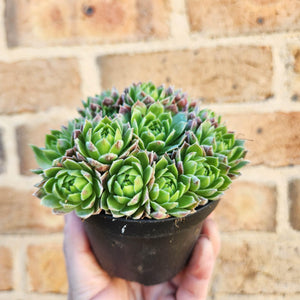 Sempervivum Lemon and Lime - 90mm