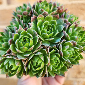 Sempervivum Lemon and Lime - 90mm