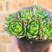 Load image into Gallery viewer, Sempervivum Lemon and Lime - 90mm
