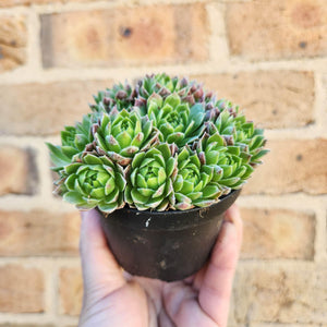 Sempervivum Lemon and Lime - 90mm