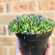 Load image into Gallery viewer, Sempervivum Lemon and Lime - 90mm
