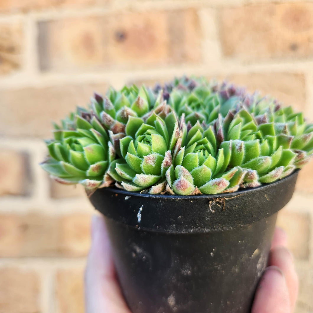 Sempervivum Lemon and Lime - 90mm