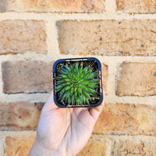 Load image into Gallery viewer, Sempervivum Pittoni - 66mm
