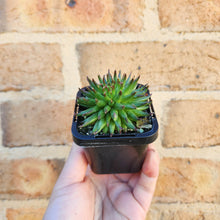 Load image into Gallery viewer, Sempervivum Pittoni - 66mm

